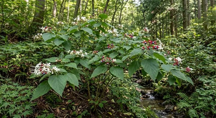Harlequin Glorybower (Clerodendrum trichotomum)