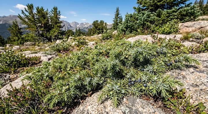 Common Juniper (Juniperus communis)