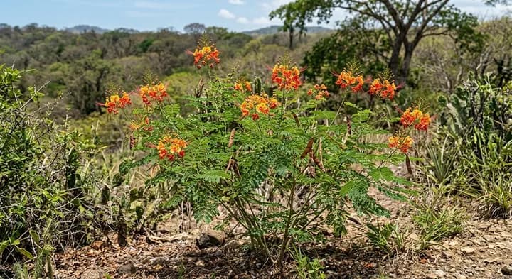 Pride of Barbados (Caesalpinia pulcherrima)