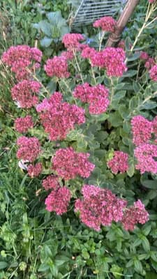 Showy Stonecrop (Hylotelephium spectabile)
