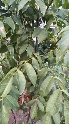 Common Walnut (Juglans regia)