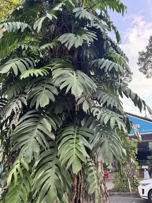 Dragon Tail Plant (Rhaphidophora decursiva)