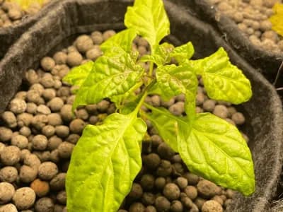 Habanero (Capsicum chinense)