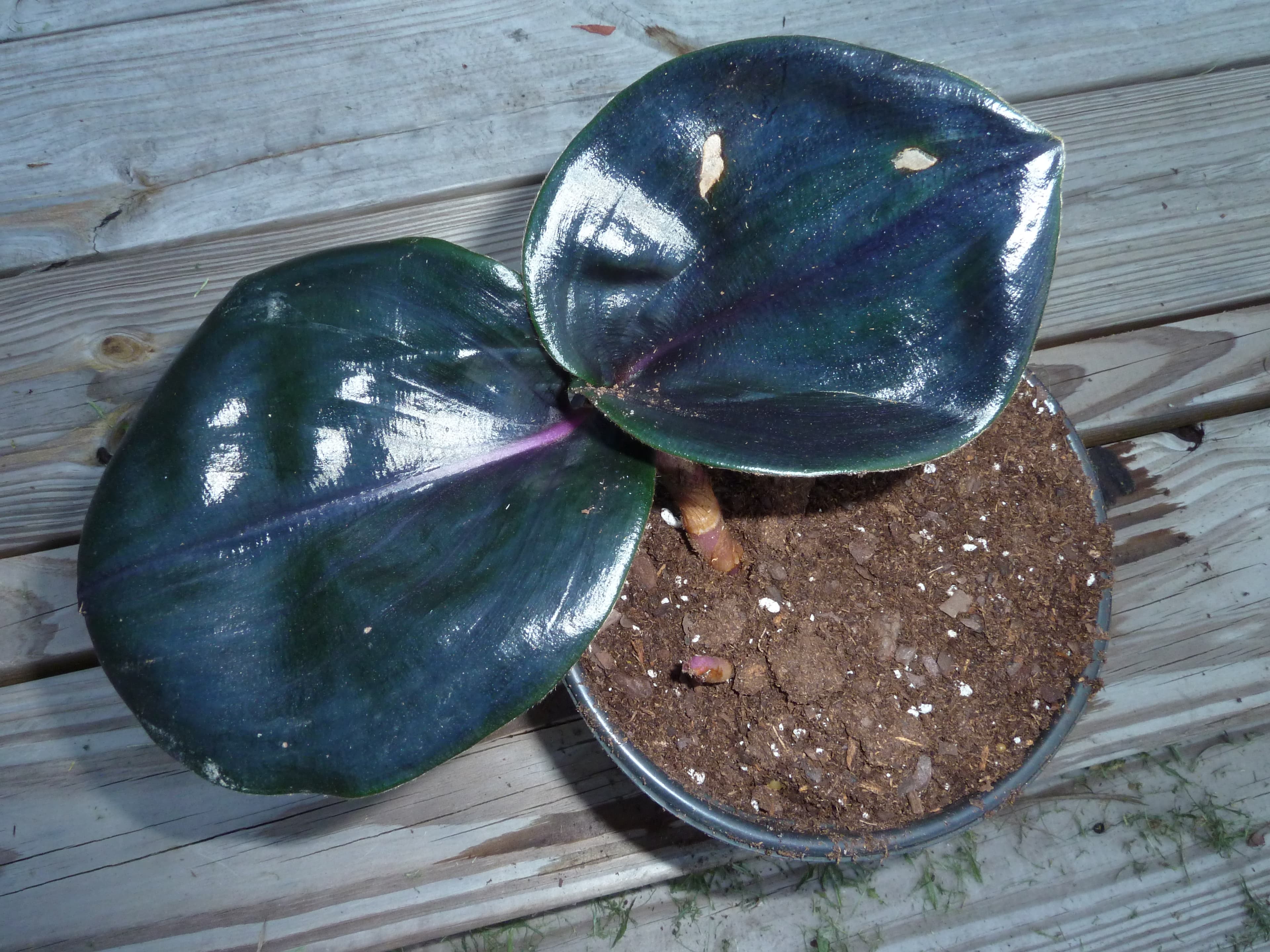 Geo Plant (Geogenanthus ciliatus)