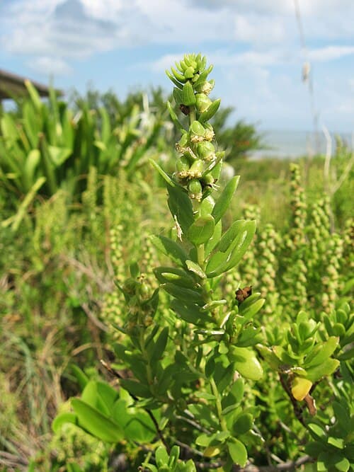 Baillieria caroliniana (Baillieria caroliniana)