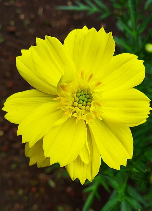 Yellow Cosmos (Bidens sulphurea)