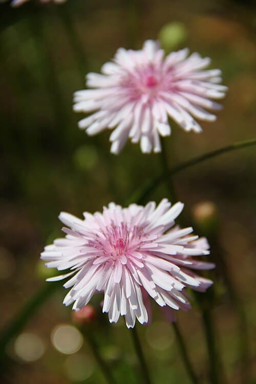 Anisoderis rubra (Anisoderis rubra)