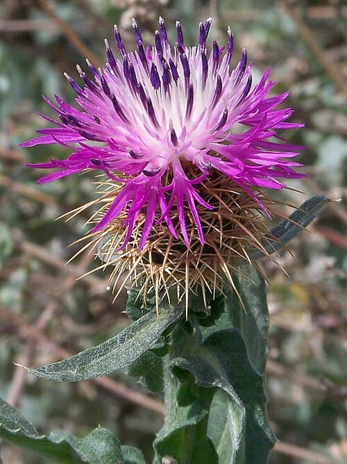 Centaurea seridis (Centaurea seridis)