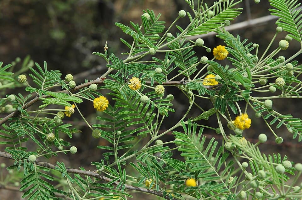 Aromo (Acacia aroma)