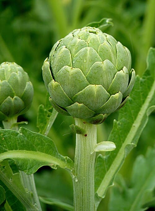 Artichoke (Cynara cardunculus var. scolymus)