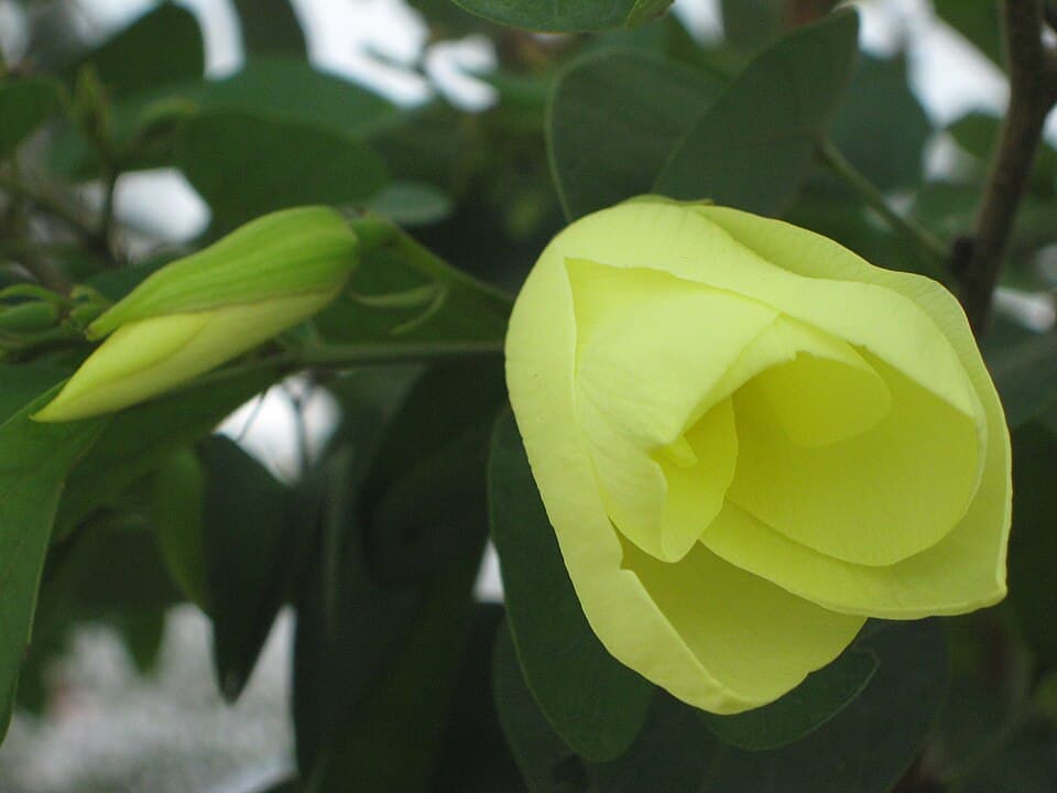 Yellow Bauhinia (Bauhinia tomentosa)