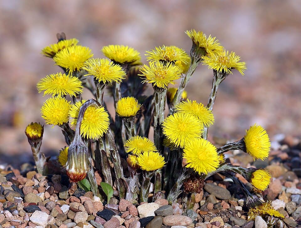 Alpine Coltsfoot (Tussilago alpestris)