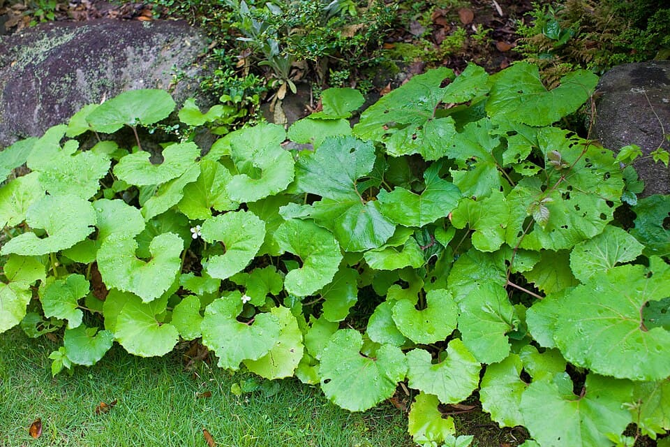Award 34th Demidovian Prize (Petasites japonicus)