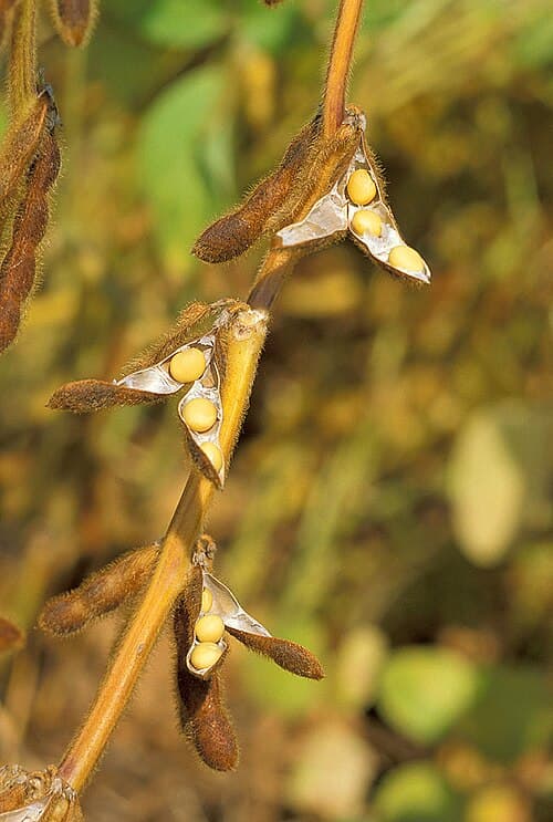 Soybean (Soja hispida)