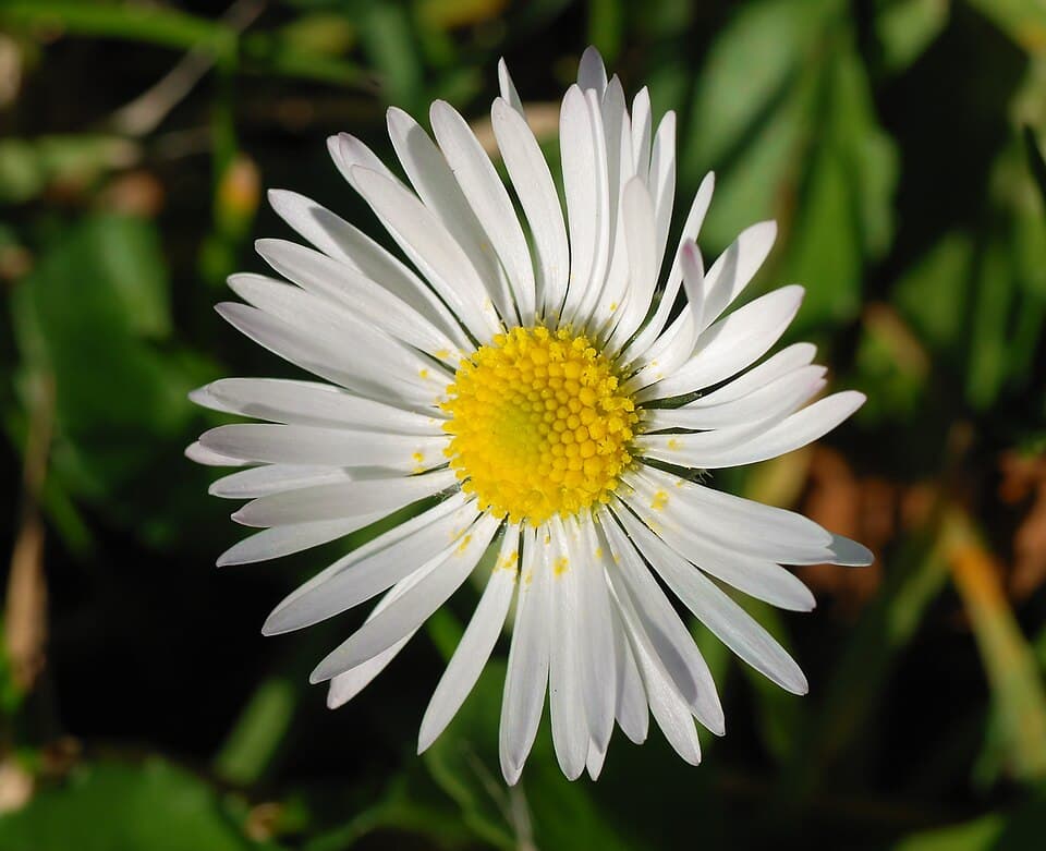 Mediterranean Daisy (Bellis sylvestris)