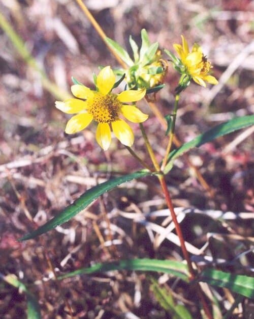Golden Tickseed (Bidens chrysanthemoides)