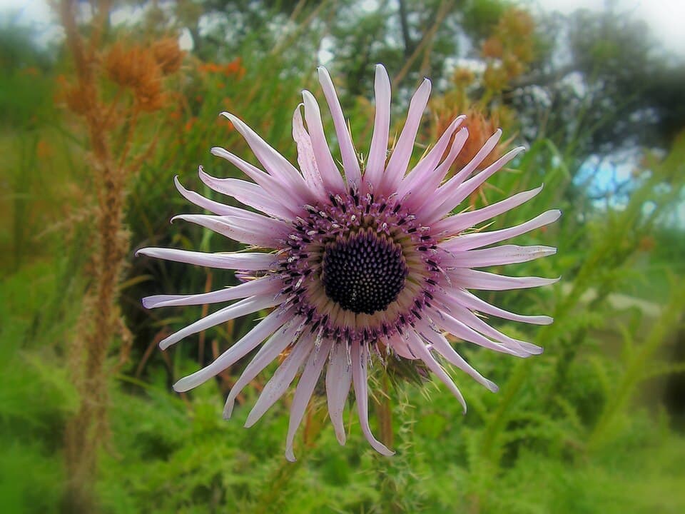 Purple Berkheya (Berkheya purpurea)