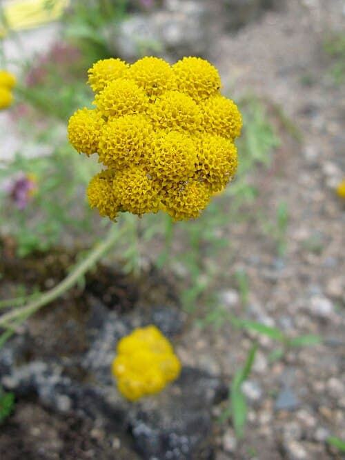 Scentless Yarrow (Achillea inodora)