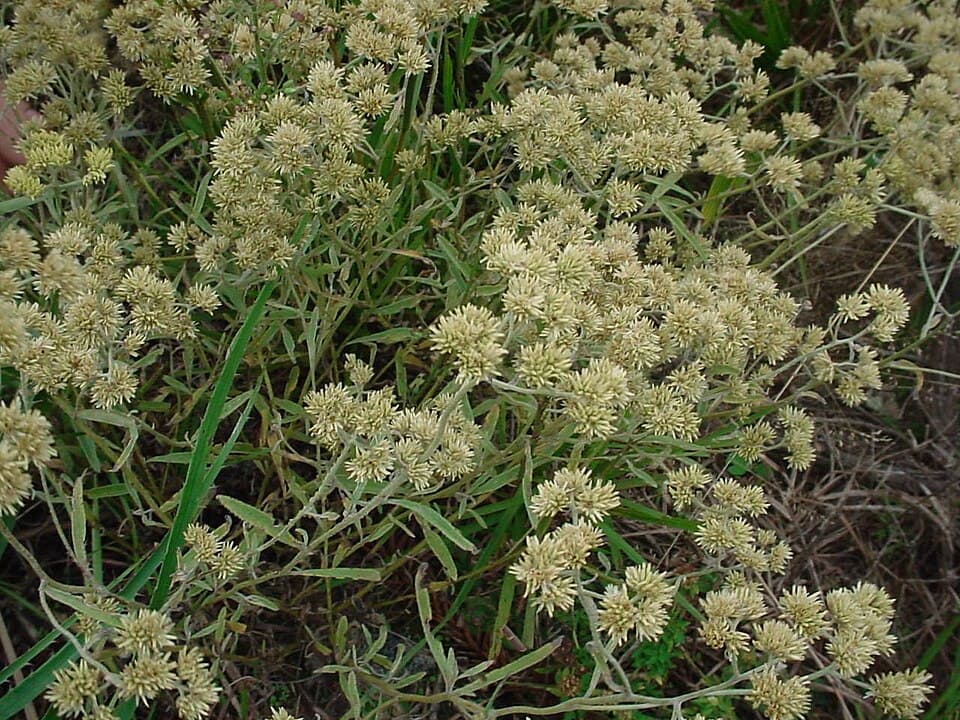 Macela (Achyrocline satureioides)