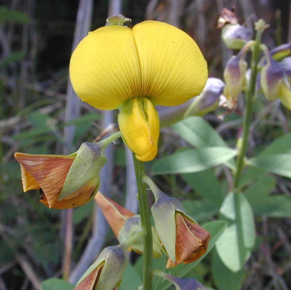 Abrus canescens (Abrus canescens)