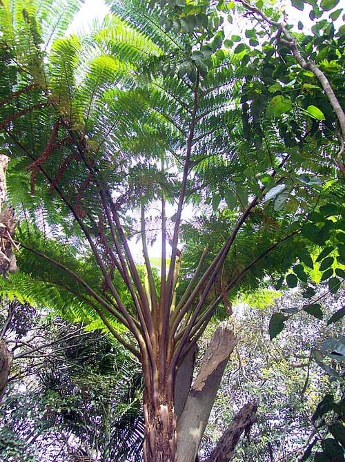 Giant Tree Fern (Alsophila excelsa)