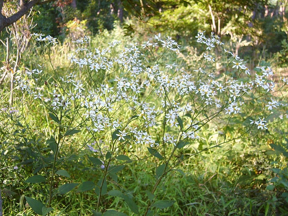 Rough Aster (Aster scaber)