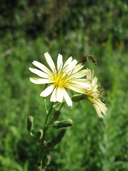 Indian Lettuce (Lactuca indica)