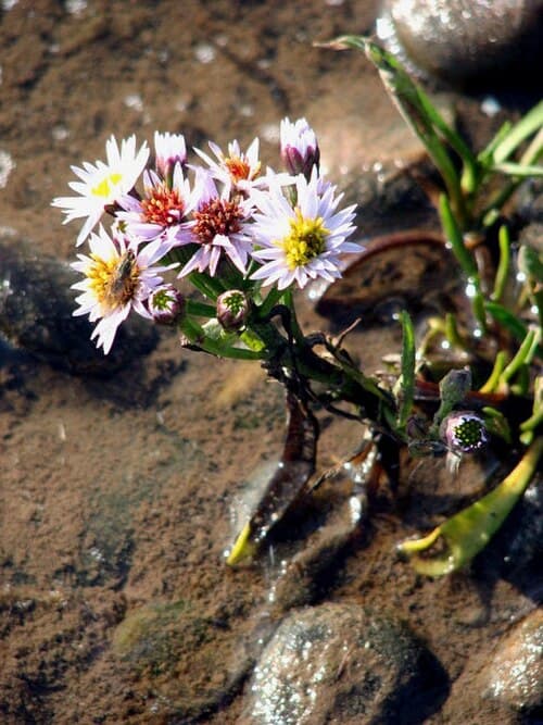 Pannonian Aster (Aster pannonicus)