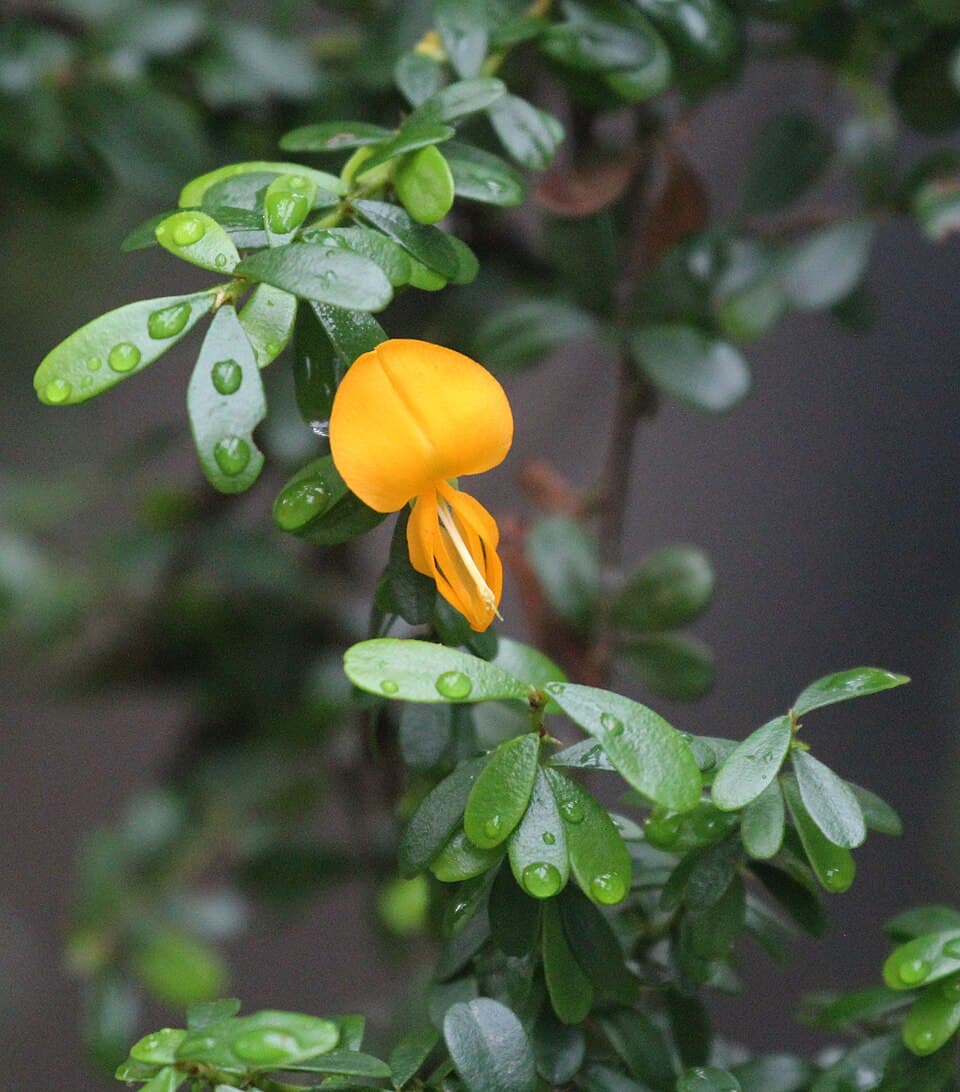 Jamaican Rain Tree (Brya ebenus)