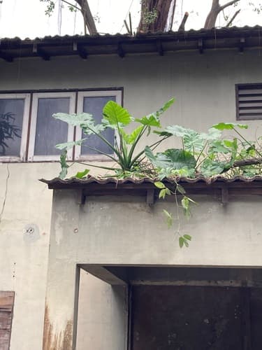 Alocasia Odora (Alocasia odora)