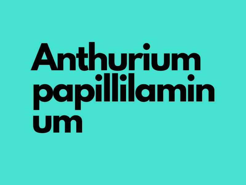 Anthurium Papillilaminum (Anthurium papillilaminum)