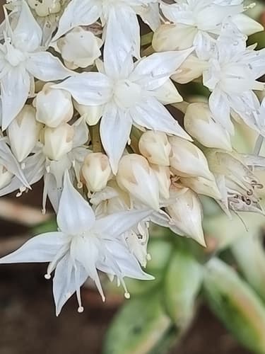 Coppertone Stonecrop (Sedum nussbaumerianum)
