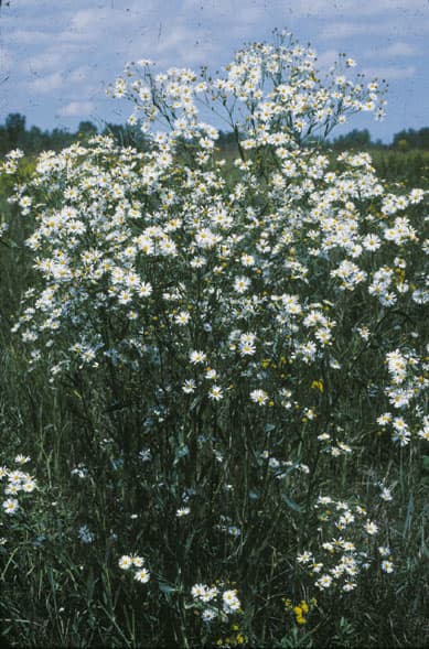 False Aster (Boltonia asteroides)
