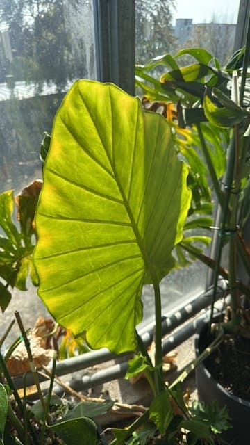 Giant Taro (Alocasia macrorrhizos)