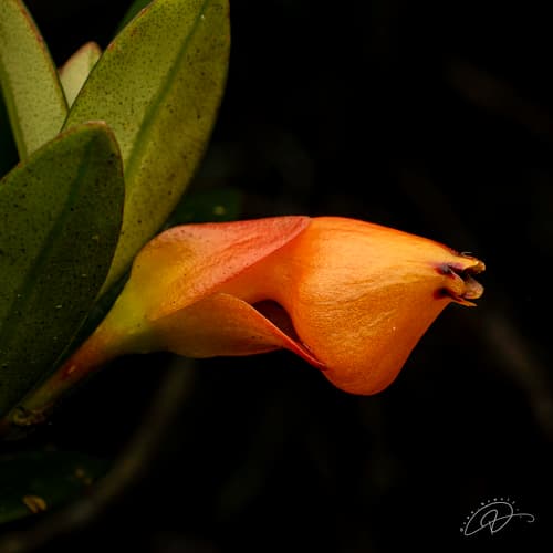 Goldfish Plant (Nematanthus gregarius)