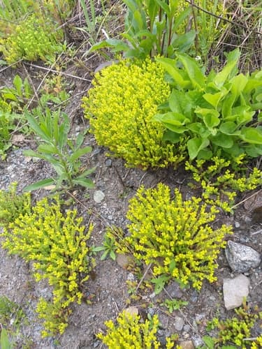 Goldmoss Stonecrop (Sedum acre)