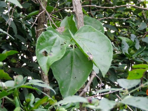 Grape Ivy (Cissus rhombifolia)