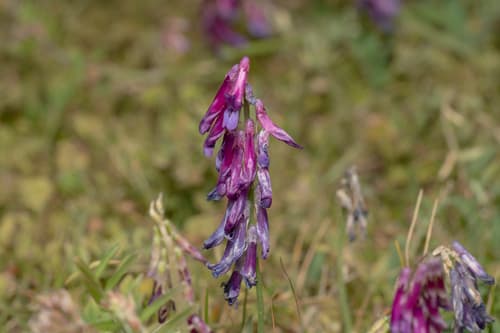 Hairy Vetch (Vicia villosa)