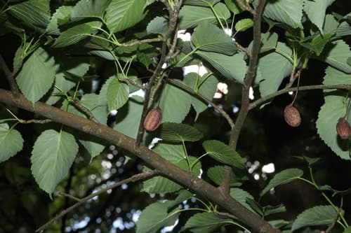 Handkerchief Tree (Davidia involucrata)