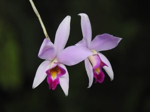 Laelia Orchid (Laelia anceps)