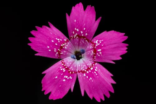Maiden Pink (Dianthus deltoides)