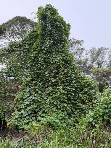 Moonflower Vine (Ipomoea alba)