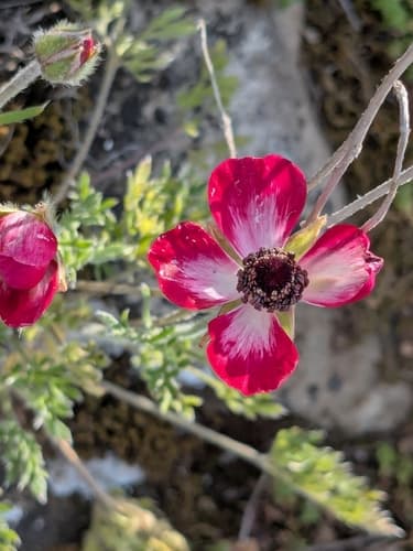 Persian Buttercup (Ranunculus asiaticus)
