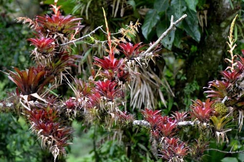 Pink Quill Plant (Tillandsia cyanea)