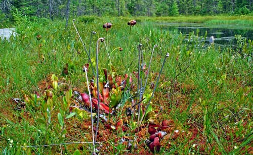Pitcher Plant (Sarracenia purpurea)