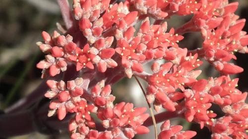 Propeller Plant (Crassula falcata)