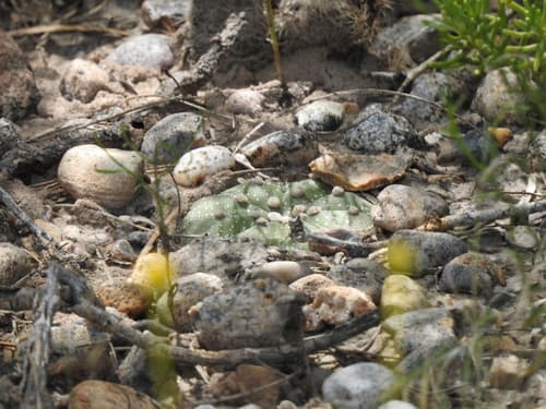 Sand Dollar Cactus (Astrophytum asterias)
