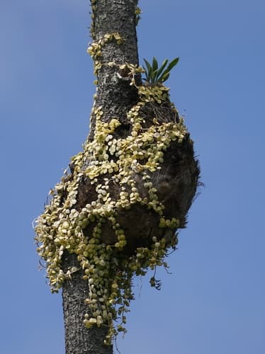 String Of Nickels (Dischidia nummularia)