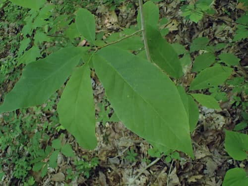 Sweetbay Magnolia (Magnolia virginiana)