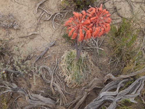 Torch Aloe (Aloe aristata)